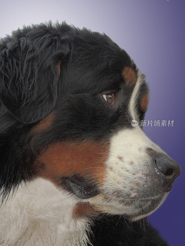 伯恩山犬(Berner Sennenhund)，特写头部。一个美丽的狗在蓝色梯度背景的肖像。